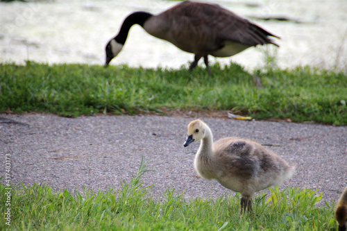 gosling in a park