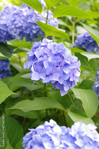 紫の紫陽花