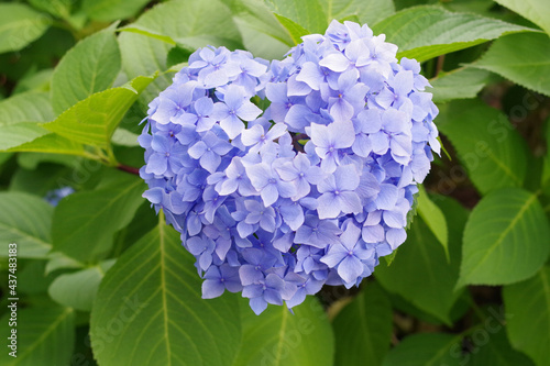 紫のハートの紫陽花