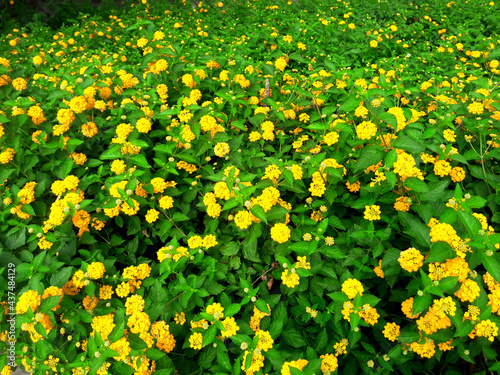 Yellow lantana camara flower clusters photo