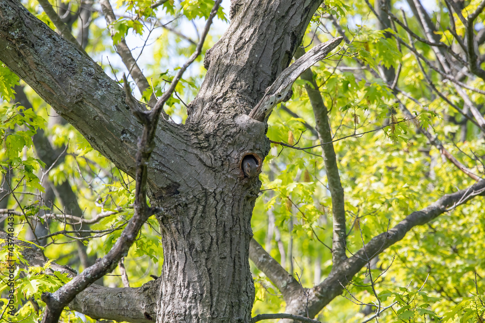 The young eastern gray squirrel (Sciurus carolinensis) in the hollow of a tree The young eastern gray squirrel (Sciurus carolinensis) in the hollow of a tree