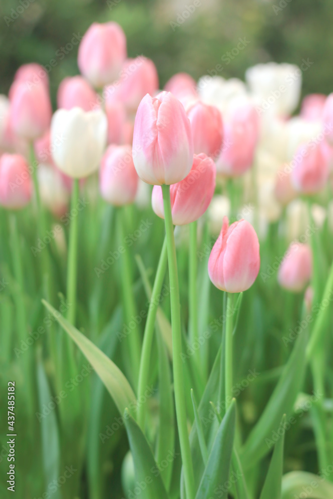 Pink tulip flower blooming in the spring garden, soft selective focus Pink tulip flower blooming in the spring garden, soft selective focus