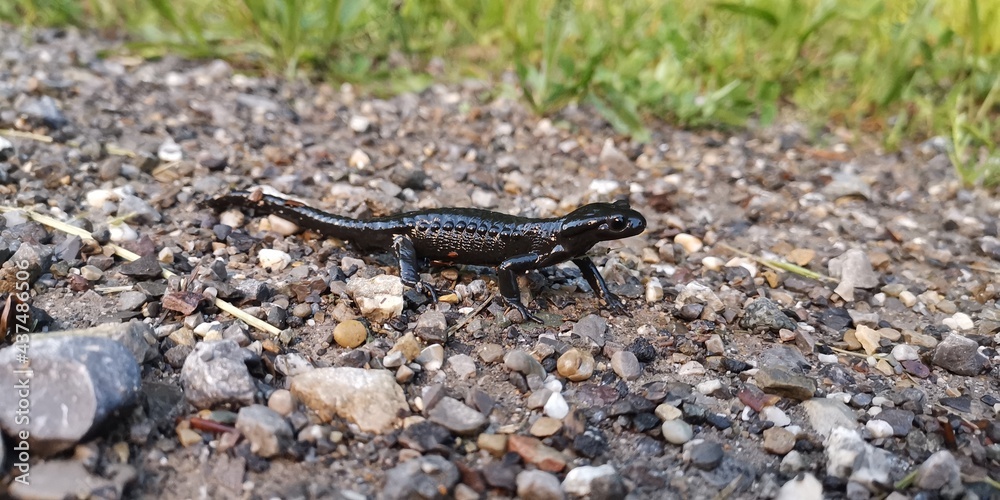 lizard on the rocks lizard on the rocks