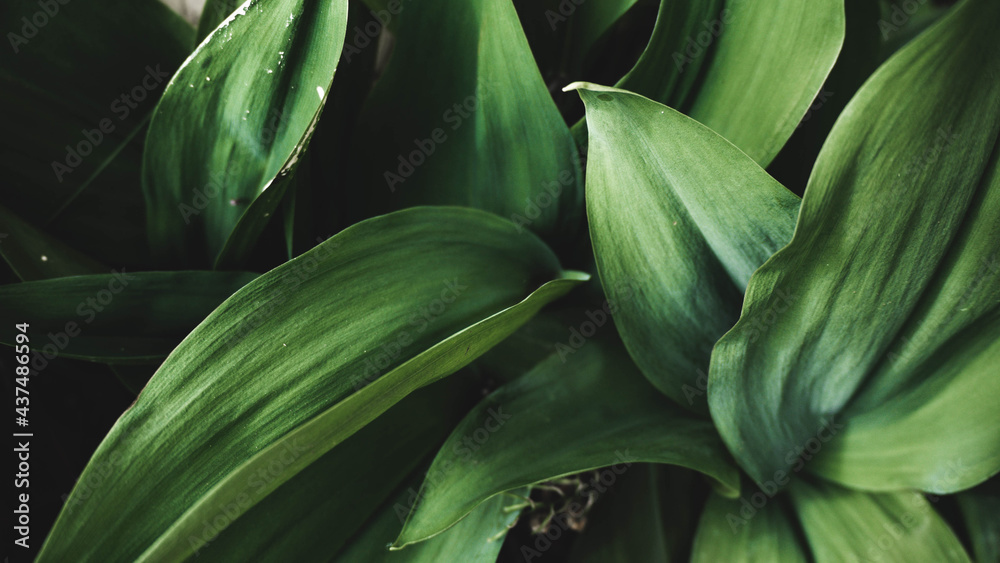 Fototapeta premium foliage on a blue background, place for text