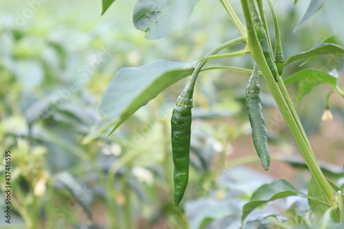 Принти на полотні green colored chili on tree