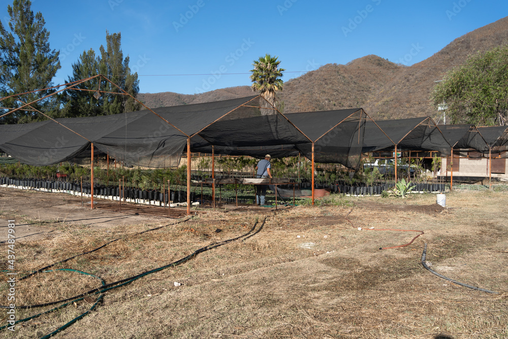 El jardinero está cuidando las plantas de agave en el vivero.