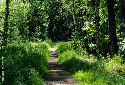 Light and shadow on a forest path on a summer morning. Moscow region. Russia.