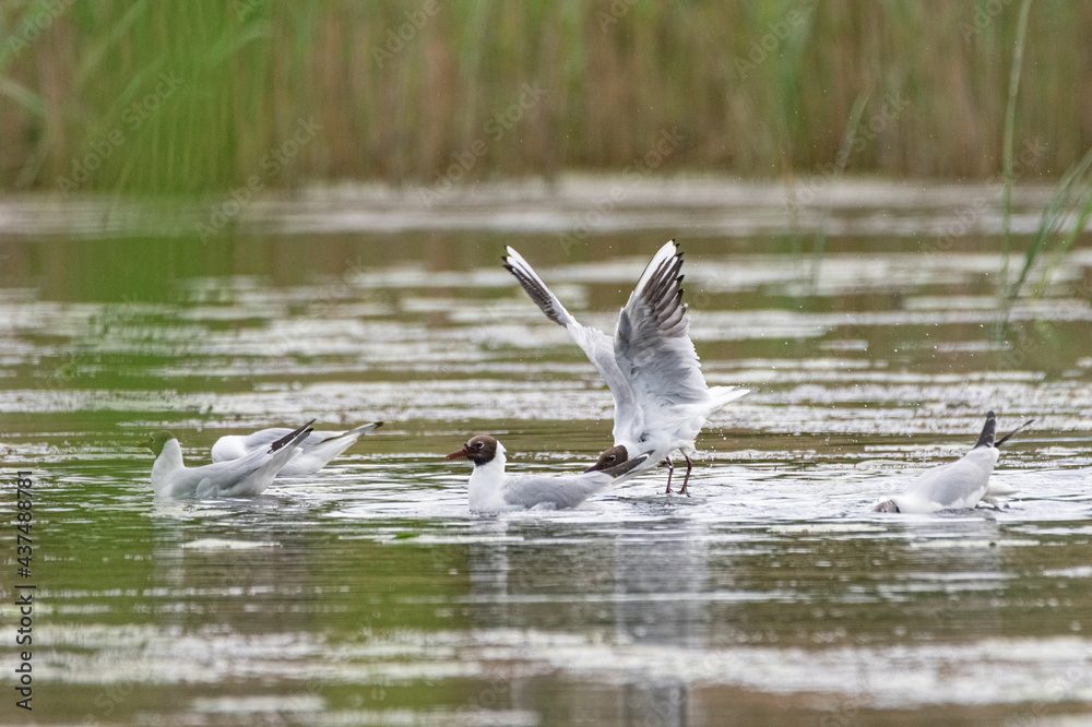 Beautiful freshwater seagull above the surface of the lake. Beautiful freshwater seagull above the surface of the lake.