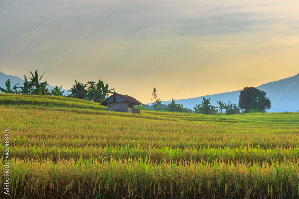 the natural beauty of the countryside with the morning atmosphere in the rice fields and mountains at sunrise in Indonesia