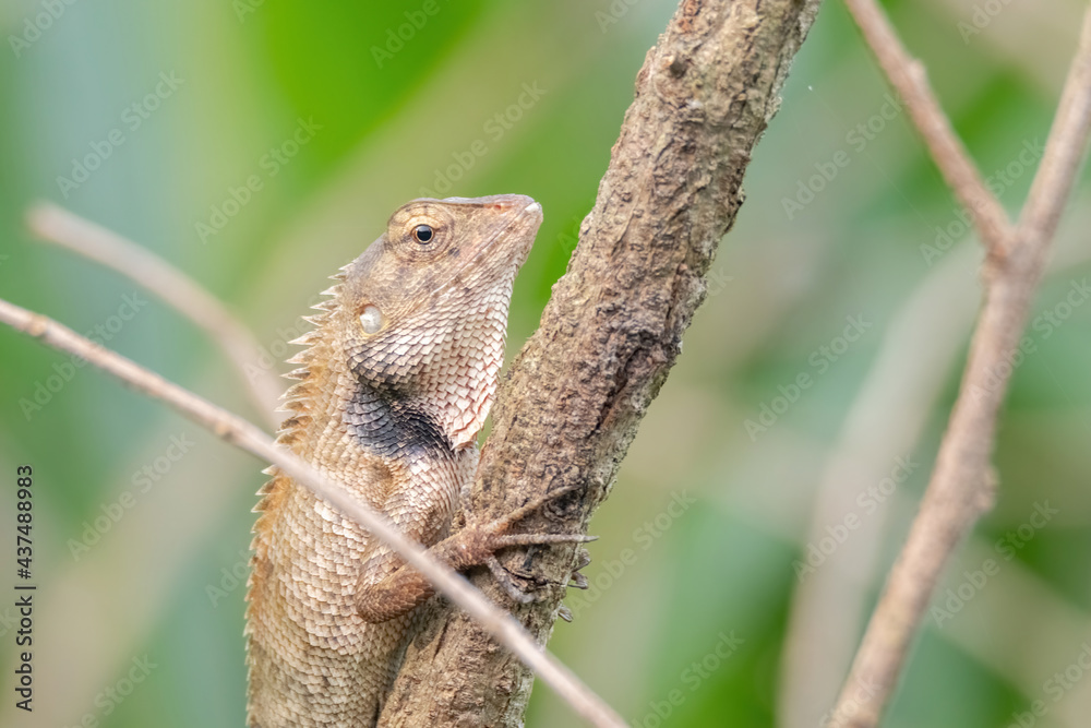 a oriental garden lizard in nature a oriental garden lizard in nature