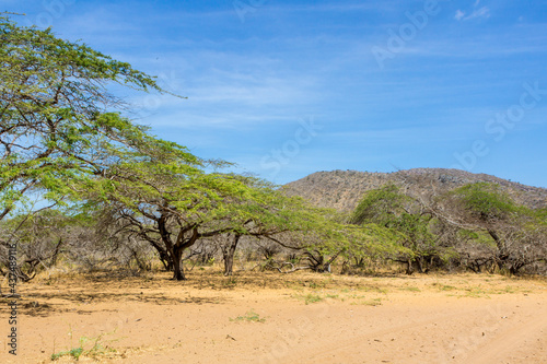 tree in the desert of the Colombian Alta Guajira