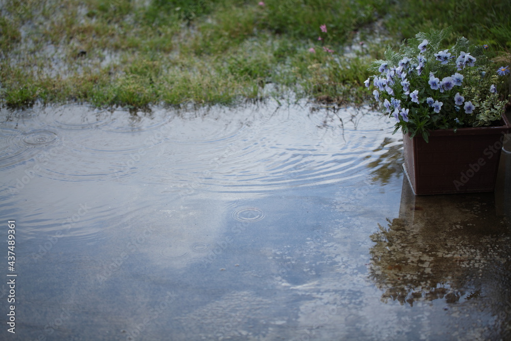Naklejka premium 雨上がり 