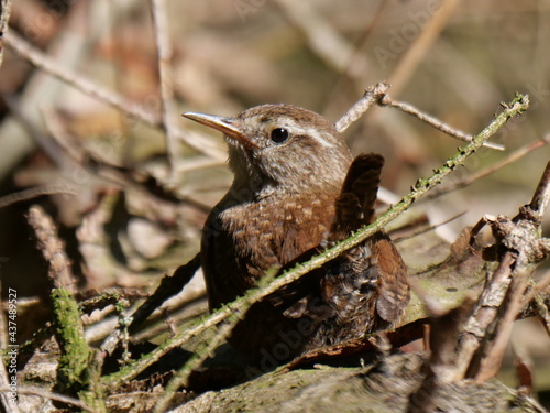 Wren enjoying a sun-bath photo