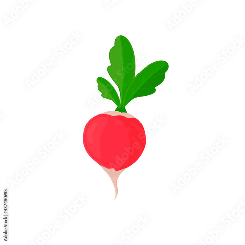 Radish. Grown radish plant, vector illustration