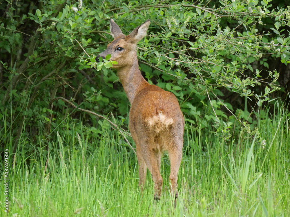 Roe deer. Always again impressive and powerful Roe deer. Always again impressive and powerful
