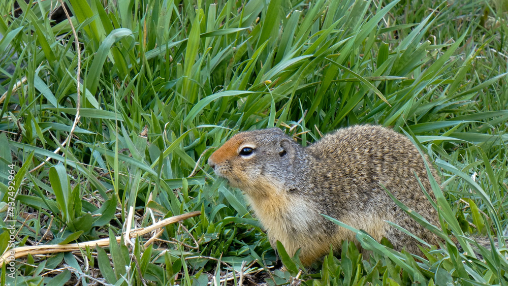Wild Squirrel Profile View Close Up Wild Squirrel Profile View Close Up