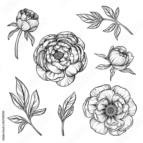 Vector set of black and white peony flowers isolated on white background.