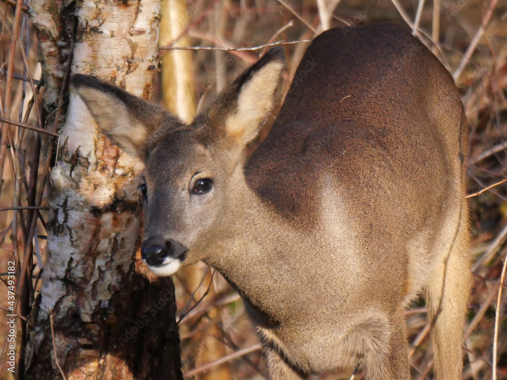 Roe deer in winter sunlight close and fierce Roe deer in winter sunlight close and fierce