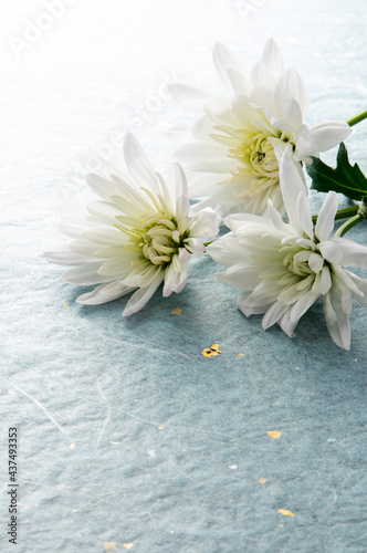 白菊と水色の和紙