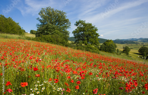 Panoramic view of mountain field with red poppies in the Marche region