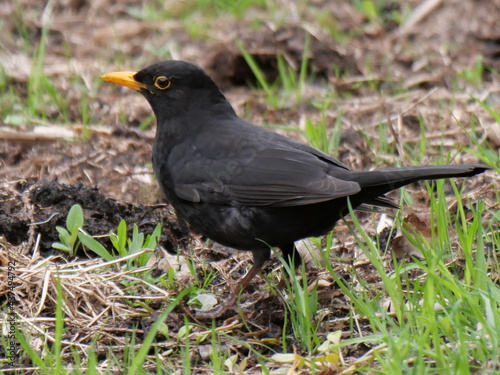 Male blackbird in full sight. 