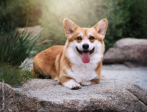 Cute happy corgi dog smiling.  