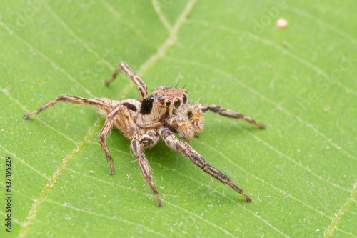 common jumping spider in nature