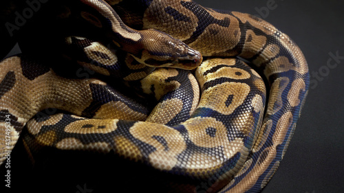 Footage of ball python on black background photo