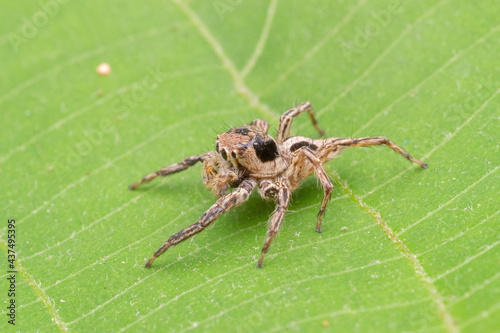 common jumping spider in nature