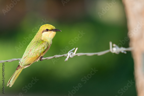 Chestnut-headed Bee-eater, Bay-headed Bee-eater,bird sitting on wire