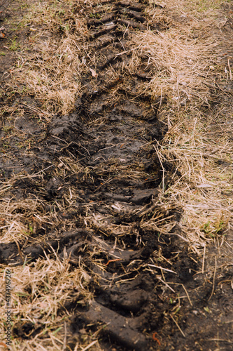 Wallpaper Mural soil in the forest Torontodigital.ca