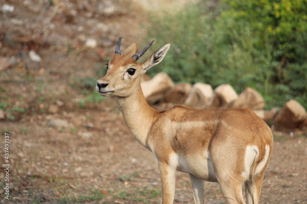 deer deer