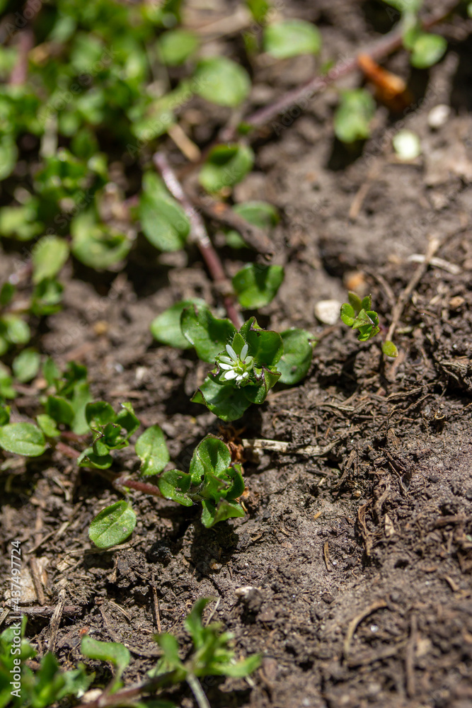 Full frame texture background view of common chickweed flowers (Stellaria media) with tiny white flower blossoms and edible green leaves. Often considered a weed in lawns. Full frame texture background view of common chickweed flowers (Stellaria media) with tiny white flower blossoms and edible green leaves. Often considered a weed in lawns.
