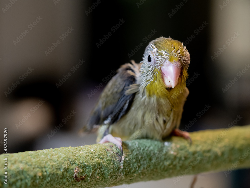 Selective focus. Baby bird parrot parakeet forpus olive color stand on toy branch. Pattotlets