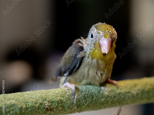 Selective focus. Baby bird parrot parakeet forpus olive color stand on toy branch. Pattotlets