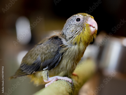 Selective focus. Baby bird parrot parakeet forpus olive color stand on toy branch. Pattotlets