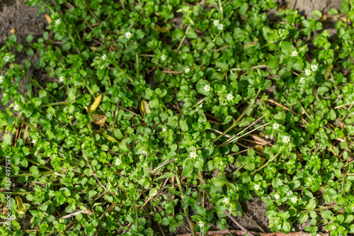 Full frame texture background view of common chickweed flowers (Stellaria media) with tiny white flower blossoms and edible green leaves. Often considered a weed in lawns.