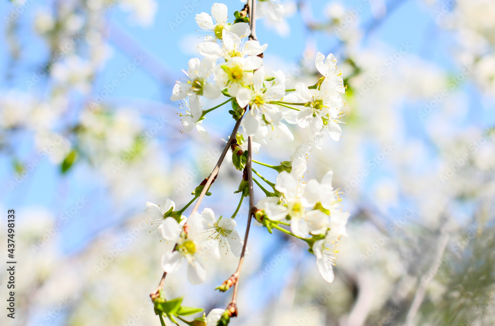 Elegant, beautiful, natural background with selective focus. White cherry blossoms on a blue sky close-up. Texture of cherry blossoms on a branch. A copy of the space. Horizontal image.