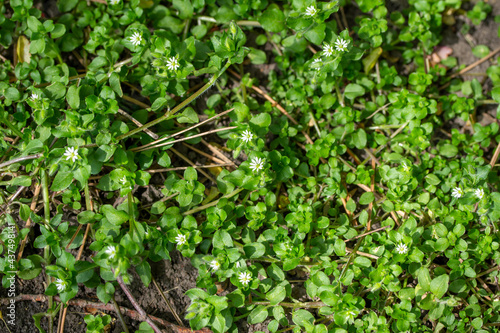 Full frame texture background view of common chickweed flowers (Stellaria media) with tiny white flower blossoms and edible green leaves. Often considered a weed in lawns. photo