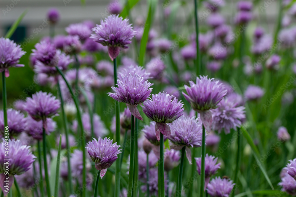 Full frame texture background view of fresh blooming chives flowers (allium schoenoprasum) with purple and pink flower blossoms and edible green leaves Full frame texture background view of fresh blooming chives flowers (allium schoenoprasum) with purple and pink flower blossoms and edible green leaves