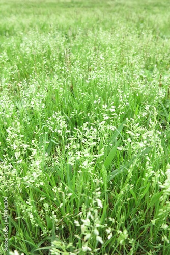 白い草
