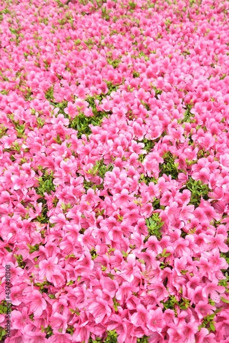 PINK FLOWER