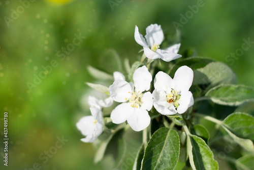 Summer green background. White flowers of an apple tree close-up on a background of green leaves. Soft focus