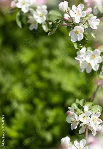 Natural background. Apple tree branch with white flowers on a green background with bokeh. Natural frame. Selective soft focus.