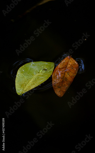 Closeup of lifeful and lifeless fallen leaves side by side in water