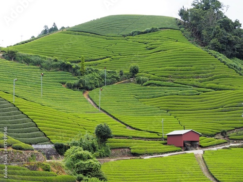 日本の茶畑の風景（京都府和束町） photo