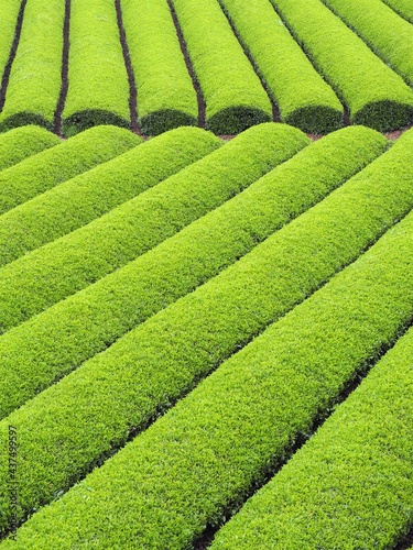 日本の茶畑の風景（京都府和束町）
