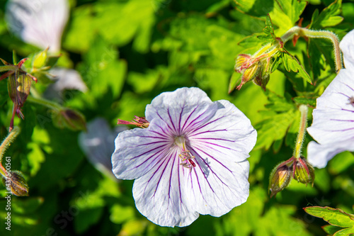 Little pretty campanulas photo