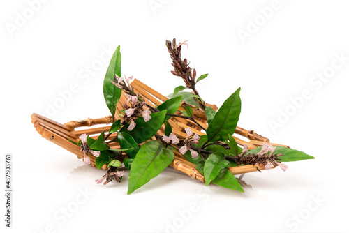 Justicia gendarussa flowers and green leaves isolated on white background. photo