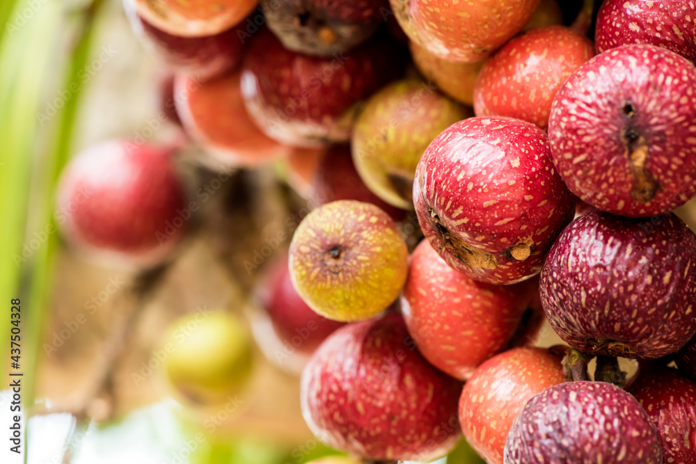 Red cluster fig or ficus racemosa fruits on tree and on nature background. Red cluster fig or ficus racemosa fruits on tree and on nature background.
